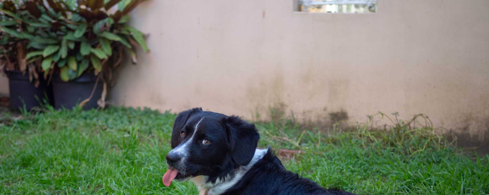 Sierra